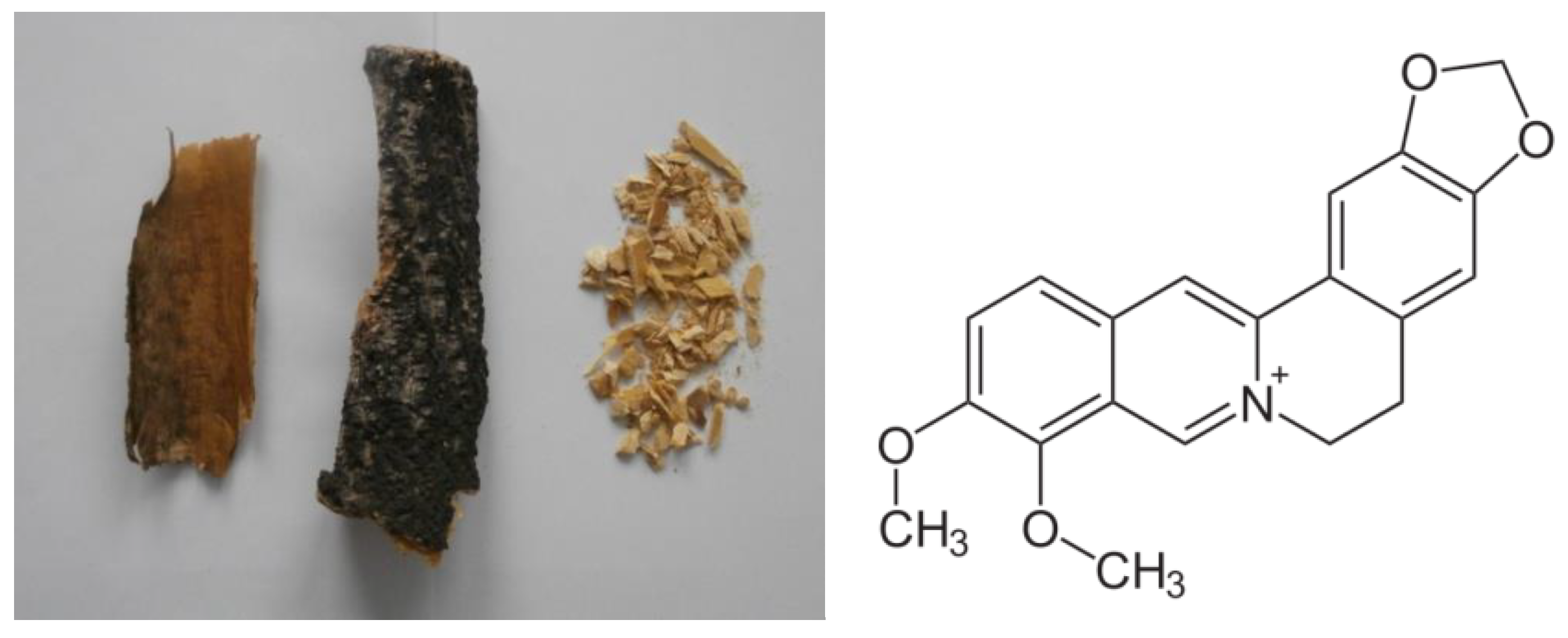 Phellodendron Bark for Better Health: Explore its powerful functions and common everyday uses.