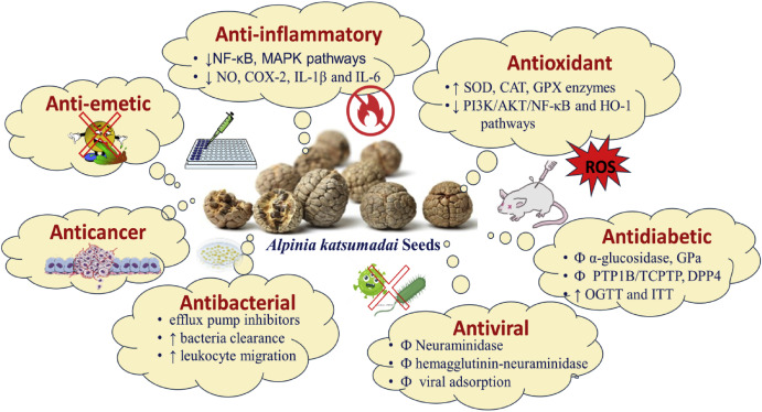 Unlocking Katsumadai Seed benefits and uses: Dont miss these amazing traditional herbal remedy secrets.