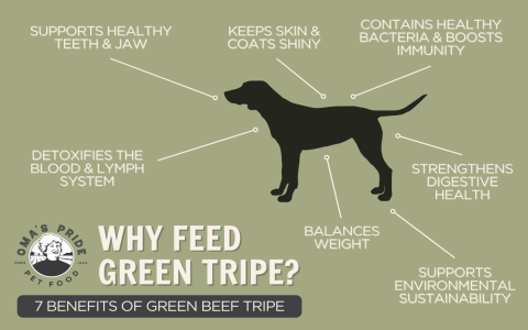 Key Chicken Gizzard Skin Benefits explained: Your simple guide to using this traditional health aid!