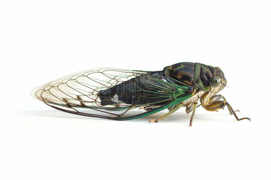 Cicada Slough Benefits and Uses: What Ailments Can It Soothe? Find out how it tackles common health issues!