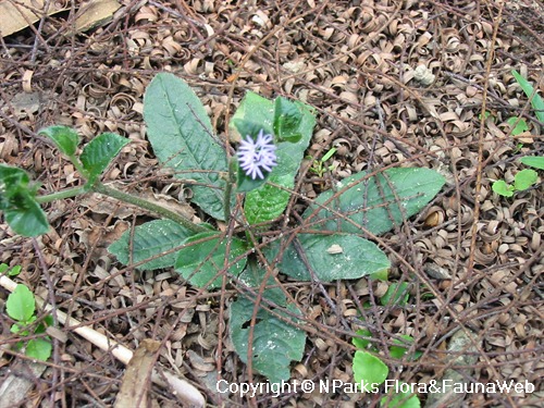 What can Elephantopus Scaber benefits and effects really do? See its main natural powers and easy ways to use it!