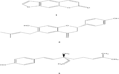Psoralea Corylifolias Efficacy and Functions Unpacked: Why do people love it? Top benefits you should know now!
