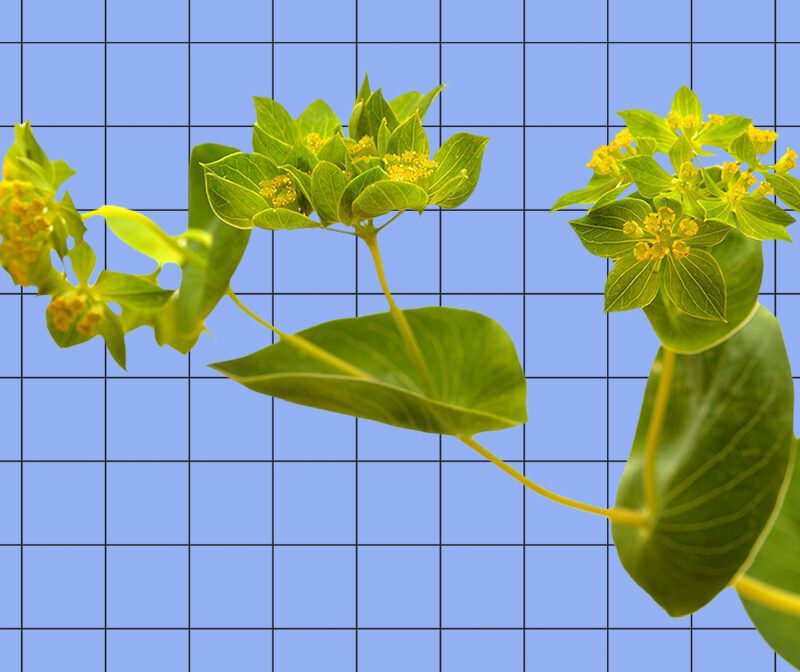 Bupleurums Effects and Functions explained simply: Get the key facts on this powerful herbal remedy now.
