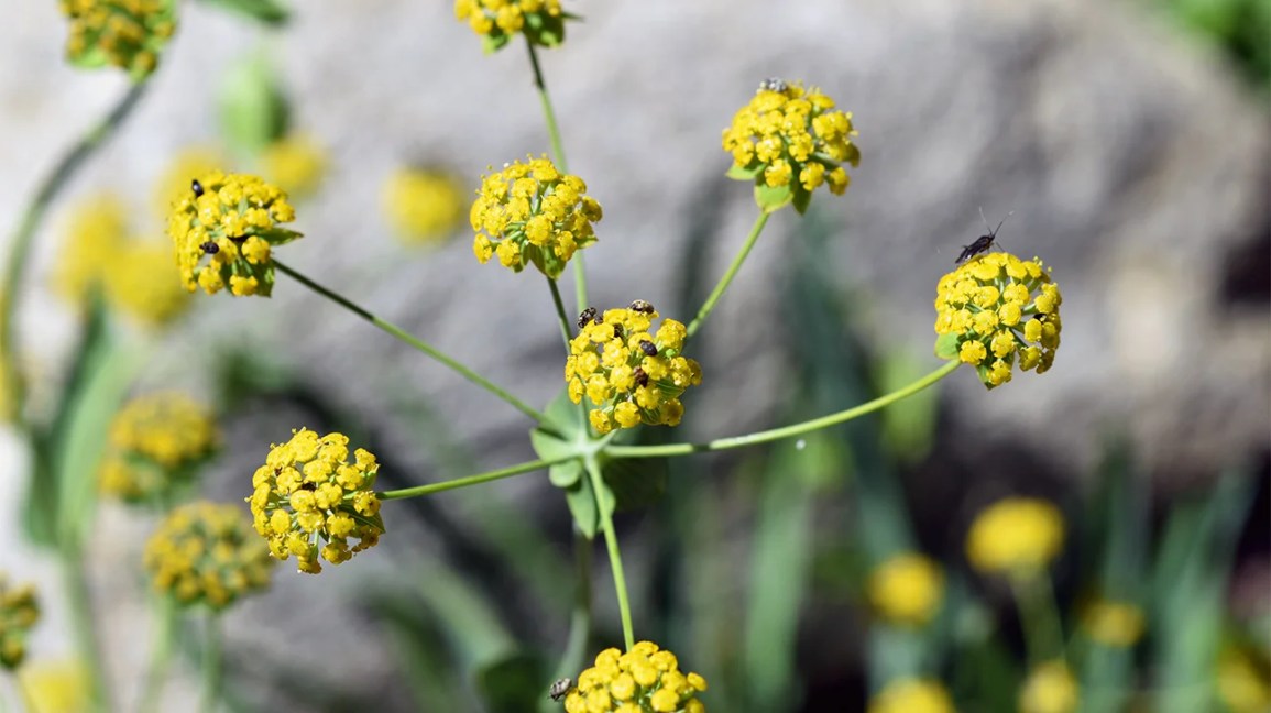 Bupleurums Effects and Functions explained simply: Get the key facts on this powerful herbal remedy now.