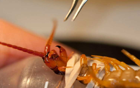 Benefits and Effects of Centipede: What are the simple things you should really know about it?