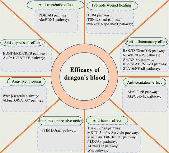 Dragons Blood efficacy and function explained: Discover its amazing healing powers and best applications now.