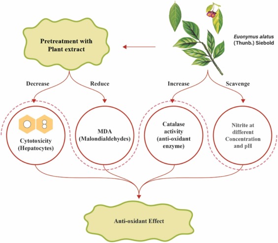 Euonymus alatus benefits and effects for health: How does it work? Simple facts explained clearly!