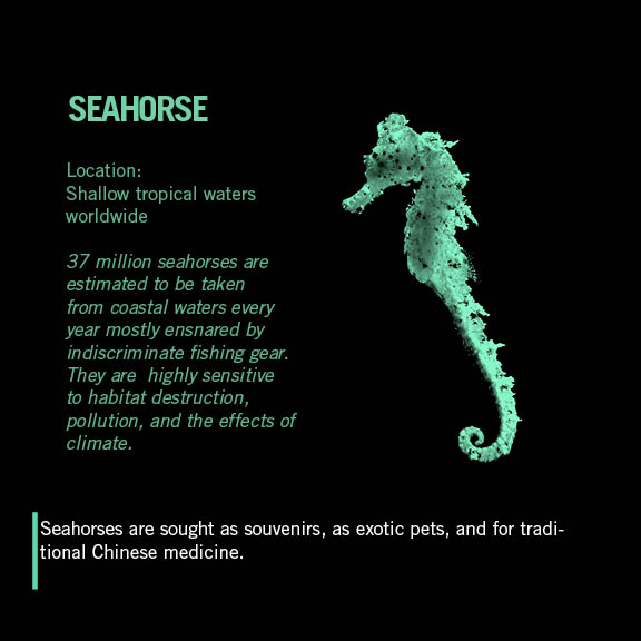 Seahorse benefits and effects explained (Understand these amazing health advantages simply and quickly now)