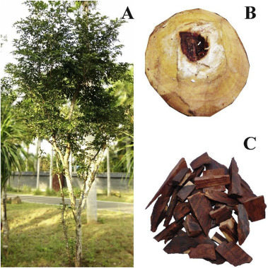 What are the benefits and effects of Dalbergia odorifera? Top uses explained simply for you.