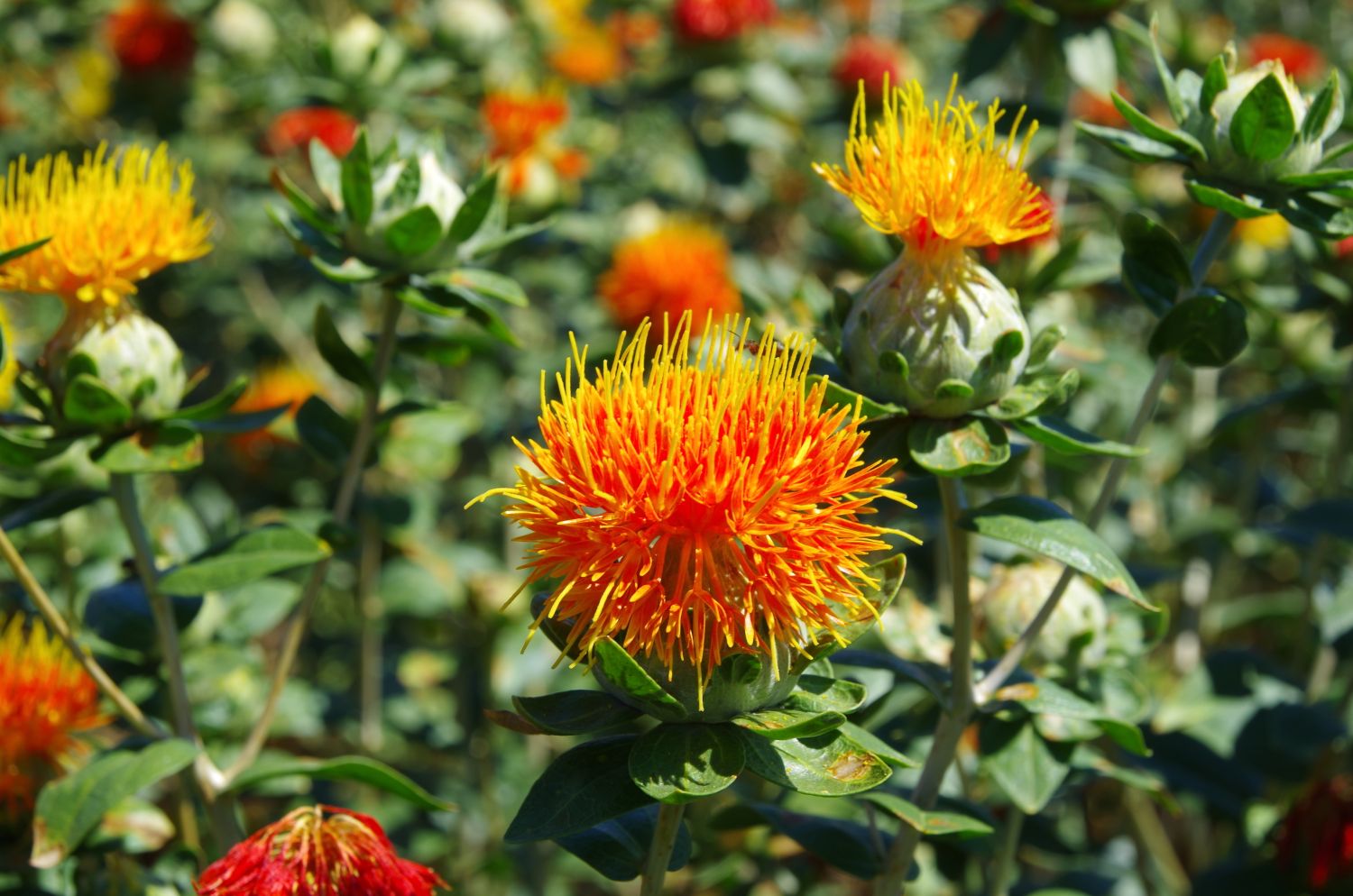 Safflower: What are its main effects and benefits? Heres a simple guide to using this plant.