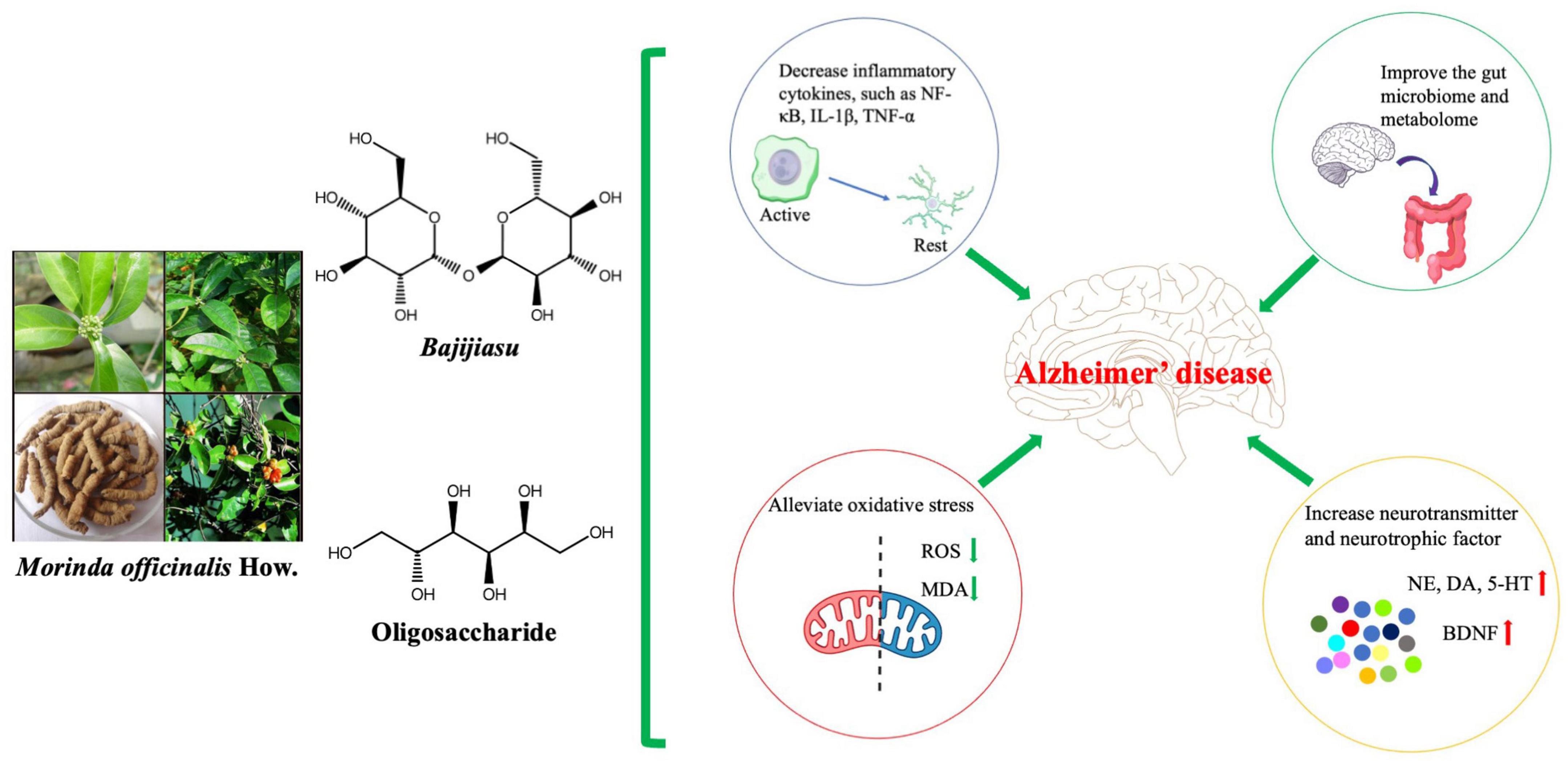 What key Morinda officinalis benefits exist? Explore these crucial advantages for your overall well being.