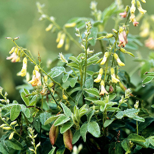 Huang Qi (Astragalus) for better health: Uncover its main benefits and how to use it well.