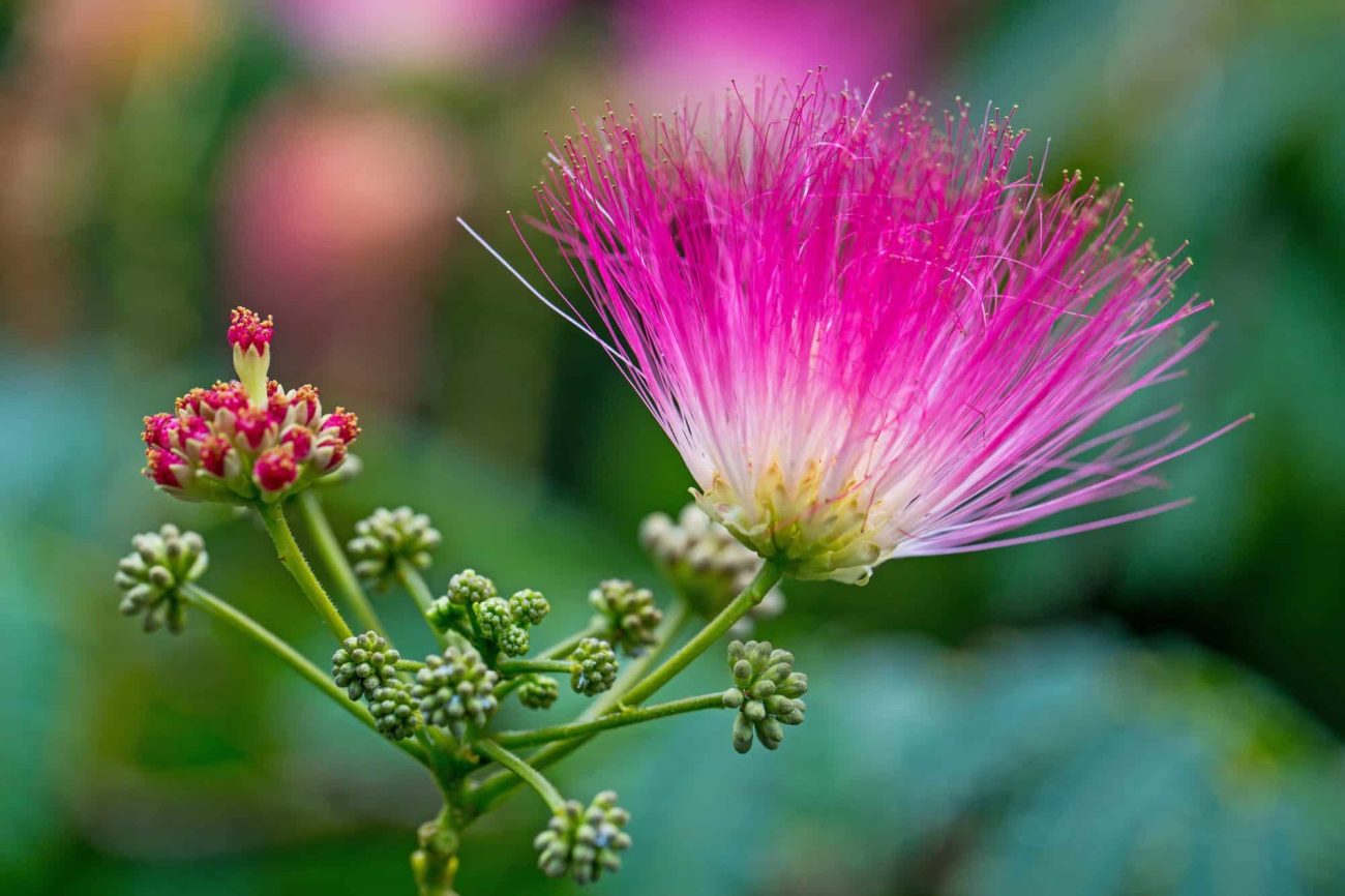 What are Effects of Albizia Flower? (Find Out Its Key Uses Now!)