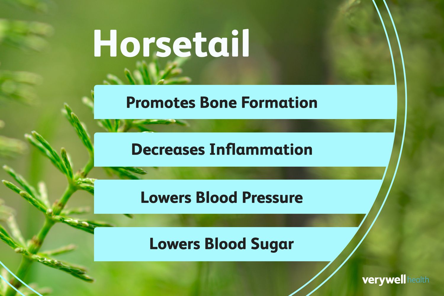 What are the Horsetail benefits and effects? Learn these important key points for your health today!