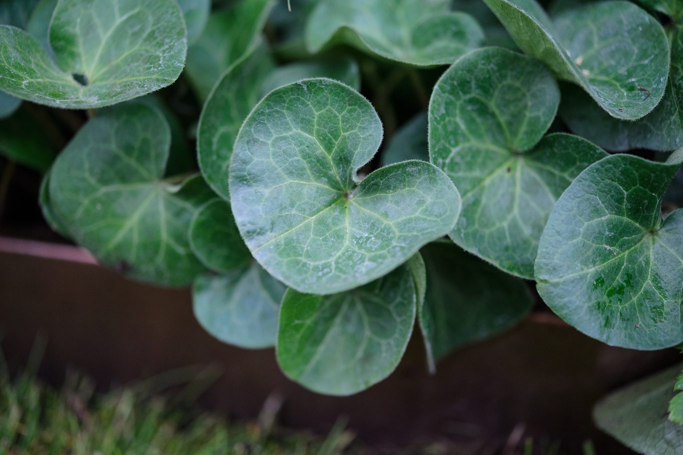How can you use Asarum properly? Understanding Asarums Effects and Benefits for natural relief from common ailments is important.