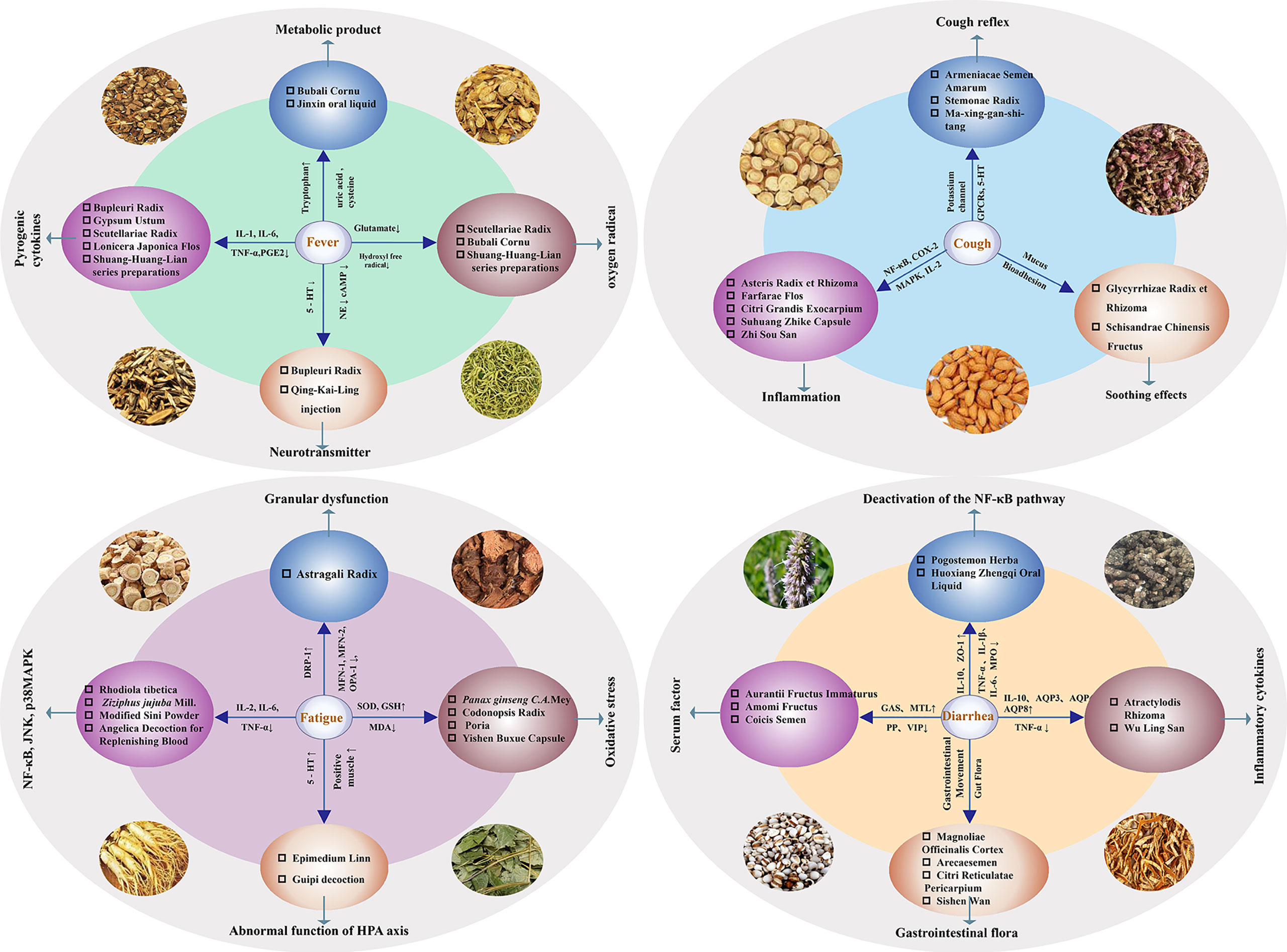 Gypsum Fibrosum efficacy and effects: How does it work and what are its main uses for you?