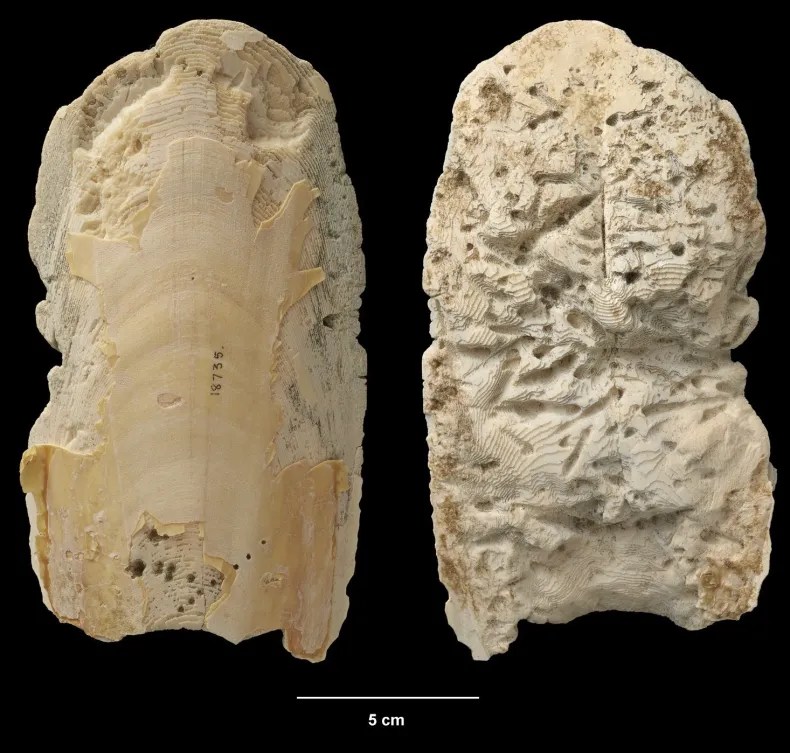 Cuttlefish Bone Benefits and Uses: Are They Real? Discover the Truth and How It Helps Your Body.
