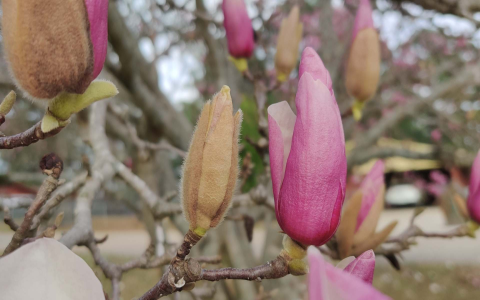 What are Magnolia Barks functions and benefits? (Understand these 5 key points for your health)