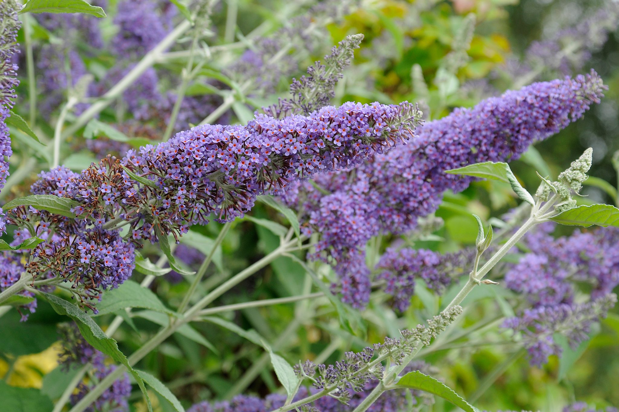 Understanding Buddleja Flower Benefits and Effects (What This Amazing Herb Can Do For You)