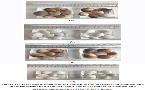Maximizing Health: Benefits of Using Calcined Ark Clam Shell