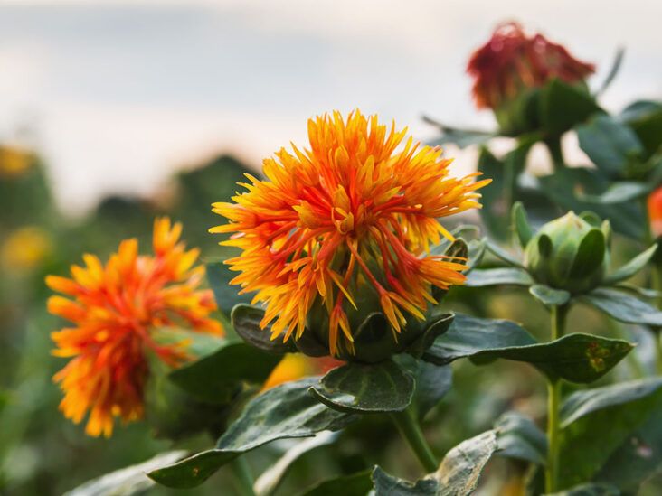 Safflower effects explained simply: Find out the main health benefits of safflower that you should know!
