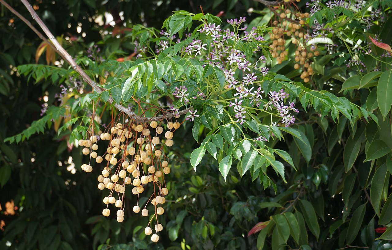 Chinaberry Bark Benefits and Effects: How this traditional remedy can easily improve your overall health.