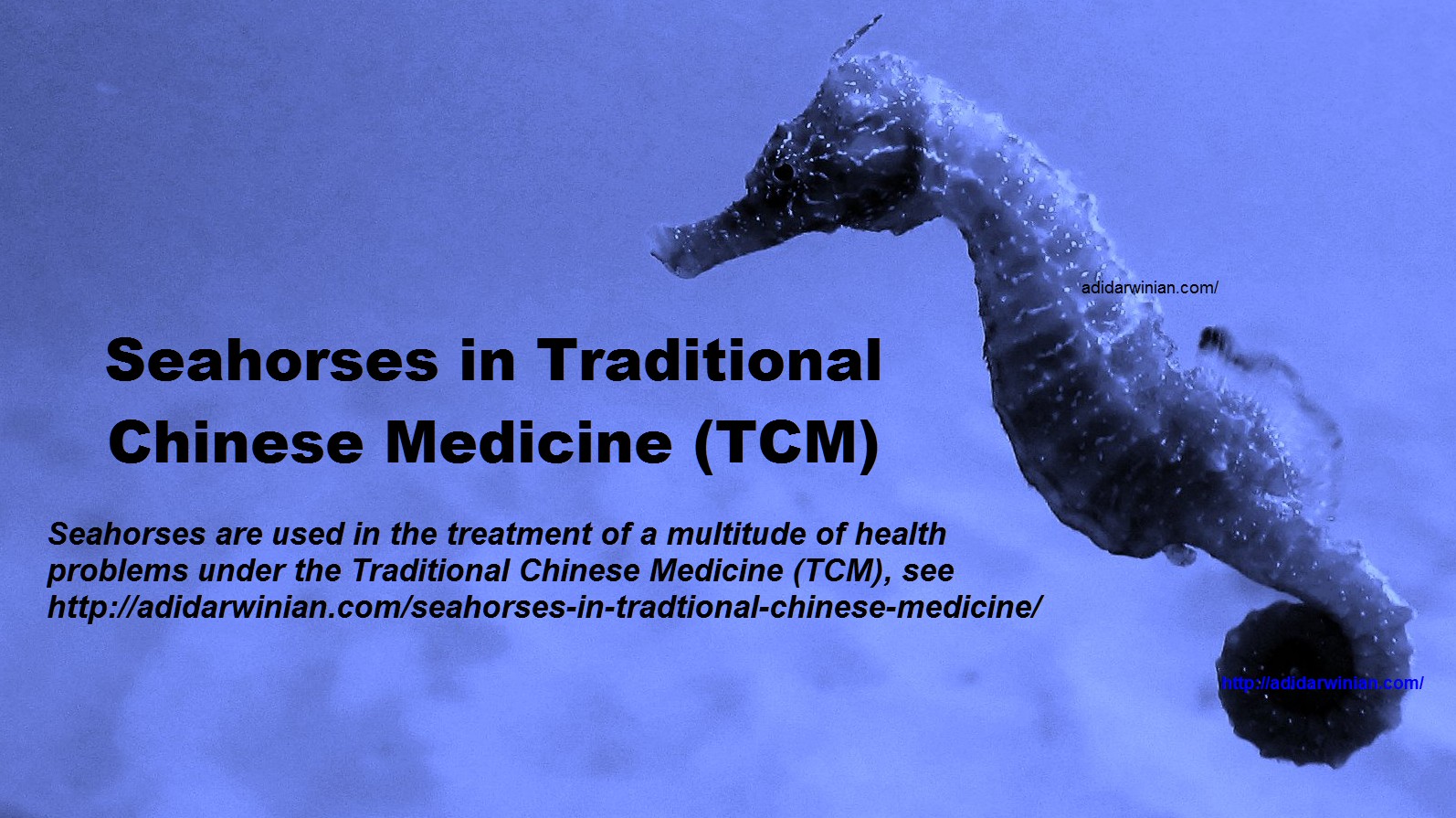 Seahorse benefits and effects explained (Understand these amazing health advantages simply and quickly now)