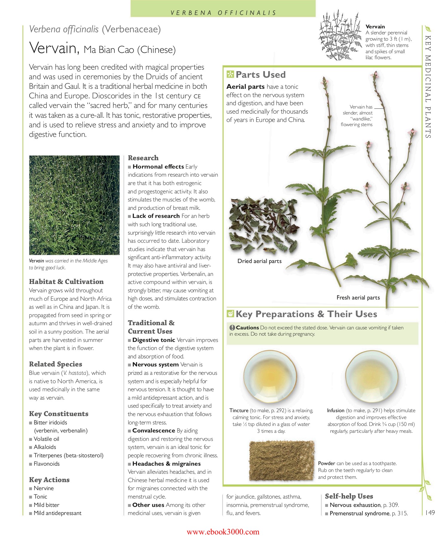 The true role and efficacy of Yinchen: Learn what makes this herb such a powerful natural aid.