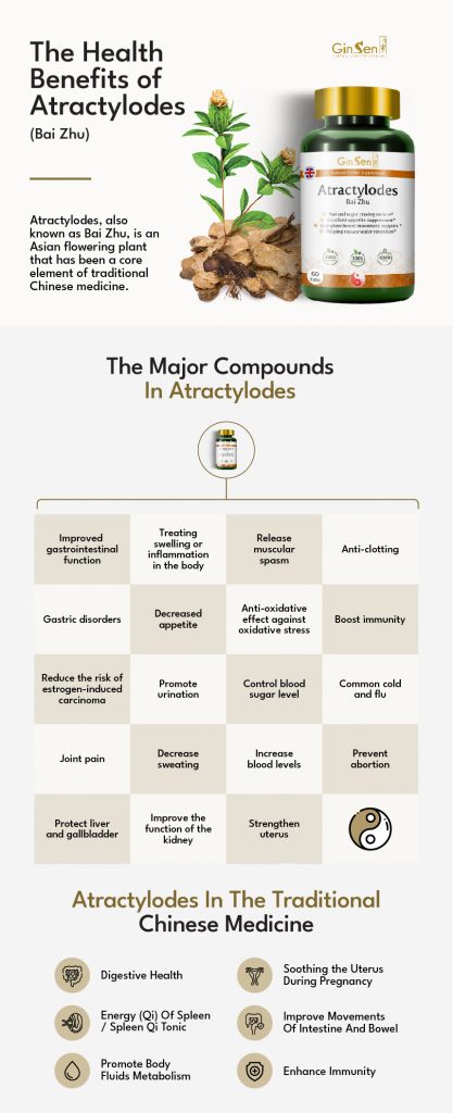 Understanding Atractylodes macrocephalas important functions and benefits: A simple guide to Baizhus traditional uses and modern research findings for you.