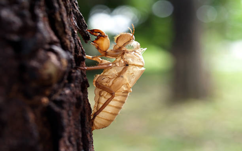 Cicada Sloughing Effects: Where to buy it and how to store?