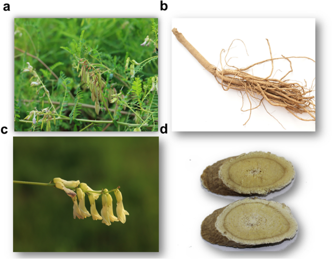 Huang Qi (Astragalus) for better health: Uncover its main benefits and how to use it well.