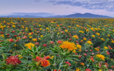Safflower: What are its main effects and benefits? Heres a simple guide to using this plant.