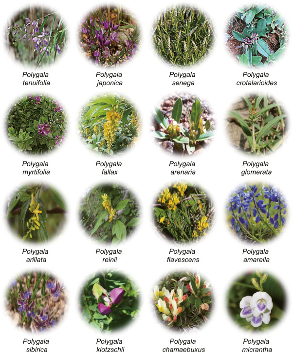 Exploring 香加皮: Benefits, side effects and traditional uses.