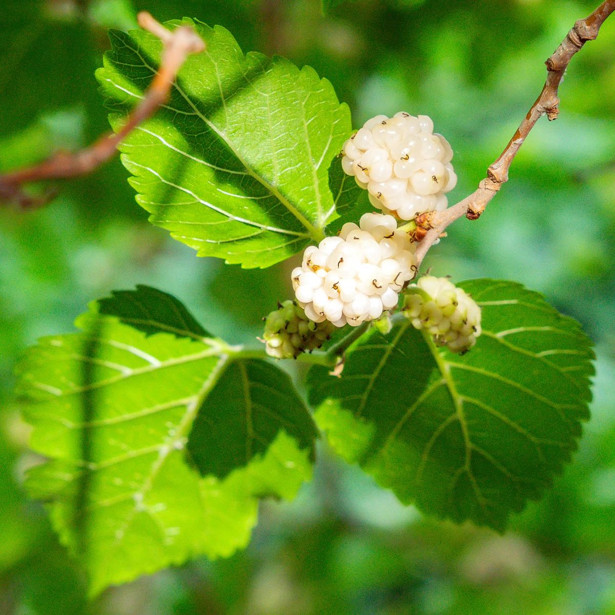 Mulberry Leaves Benefits and Effects: What Are They? Simple Answers You Need.