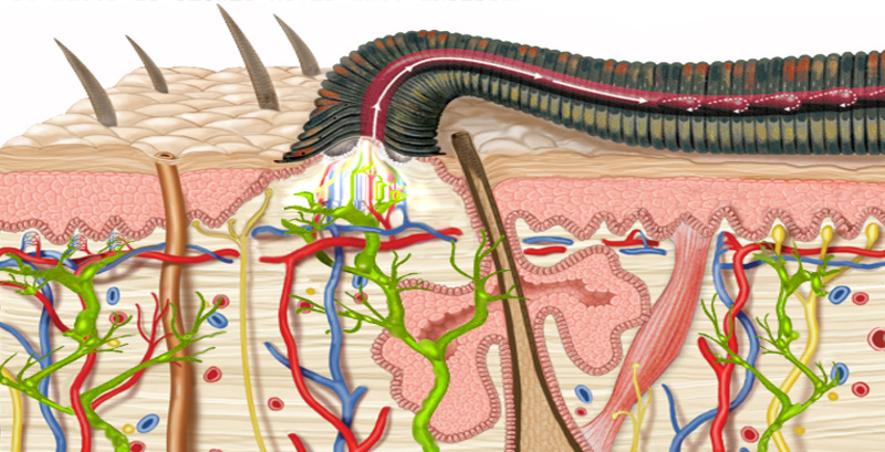 Exploring leechs benefits and uses for health? See how these interesting creatures can simply improve your condition.