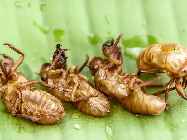Cicada Sloughing Effects: Where to buy it and how to store?