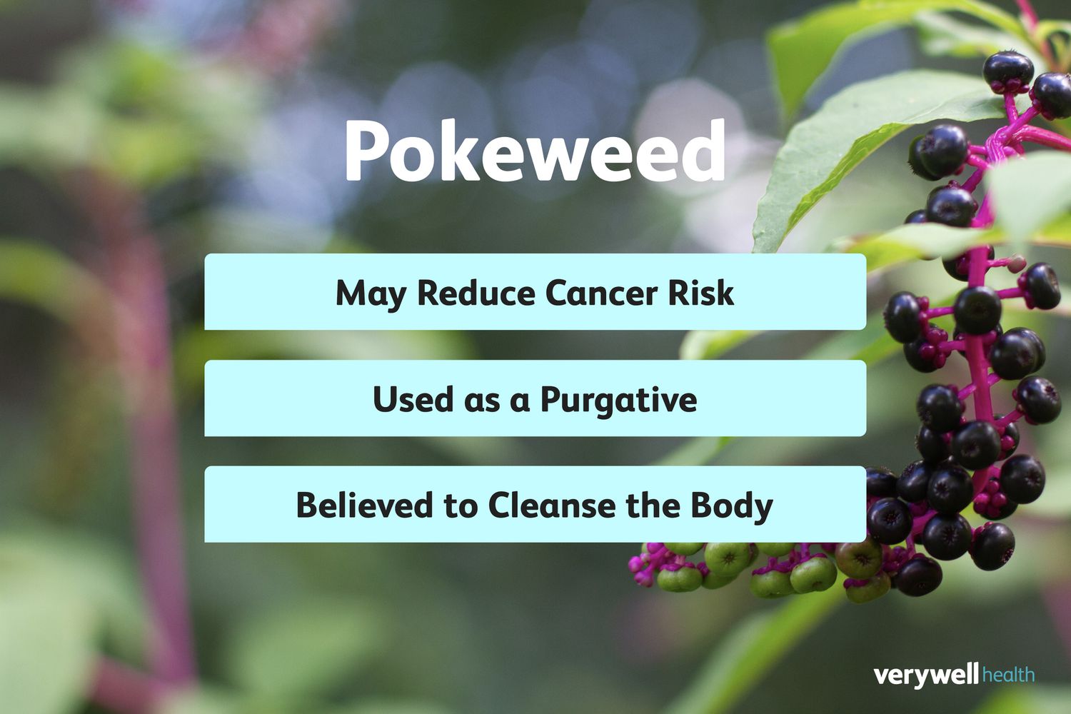 How do Pokeweeds efficacy and functions help you? Understand its key benefits for better health!