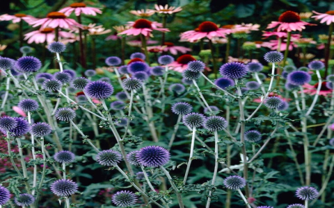 Echinops Root: What is it good for? Find out more now!