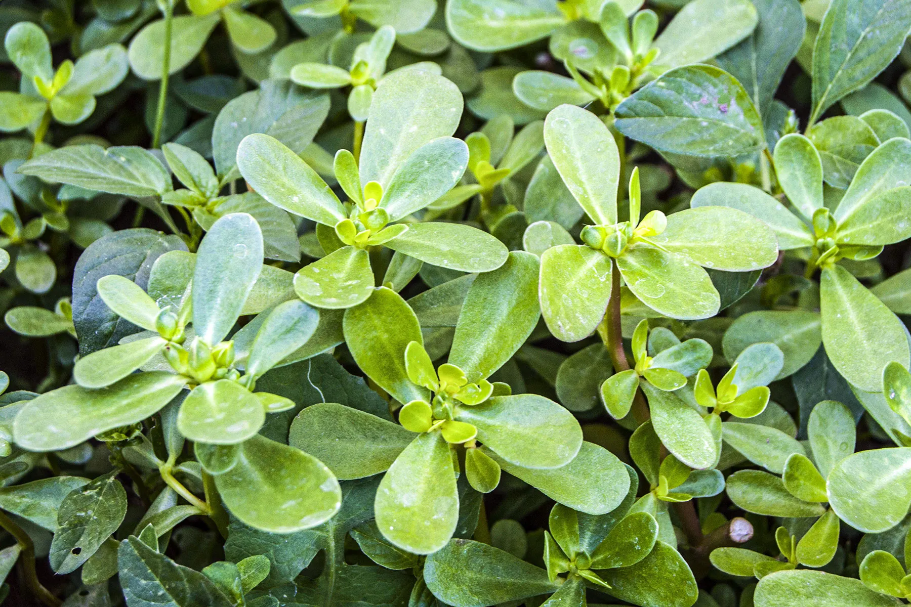 What are the benefits of purslane for you? Find out how this amazing plant helps your body feel great!