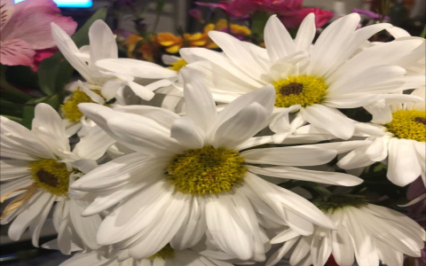 What are Wild Chrysanthemums Benefits and Effects? Learn how this flower boosts your daily health.