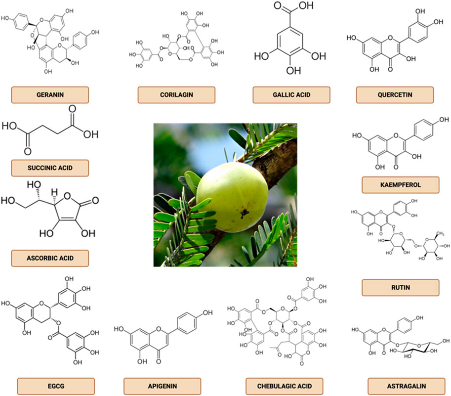 What are Phyllanthus emblica benefits and effects? (Discover its amazing health advantages easily today!)