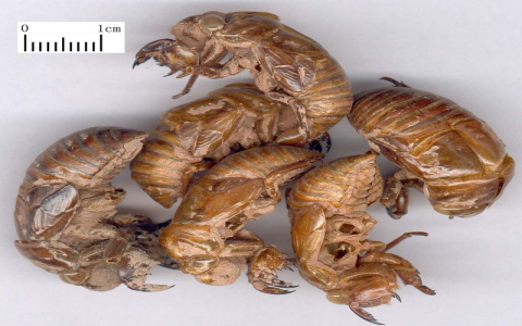 Cicada Slough Benefits and Uses: What Ailments Can It Soothe? Find out how it tackles common health issues!