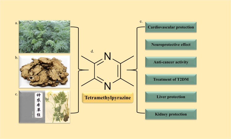 What is Chuanxiongs role and efficacy? (Discover its main benefits for your body!)