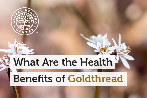 What are the real Golden Thread Lotus effects and uses? (We share honest facts and how to use it!)