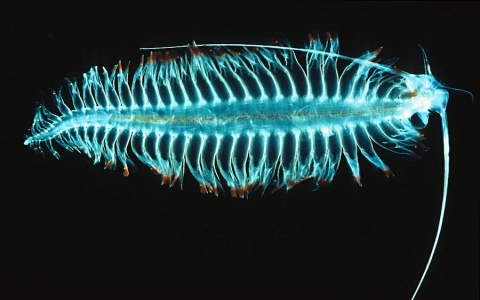 Exploring leechs benefits and uses for health? See how these interesting creatures can simply improve your condition.