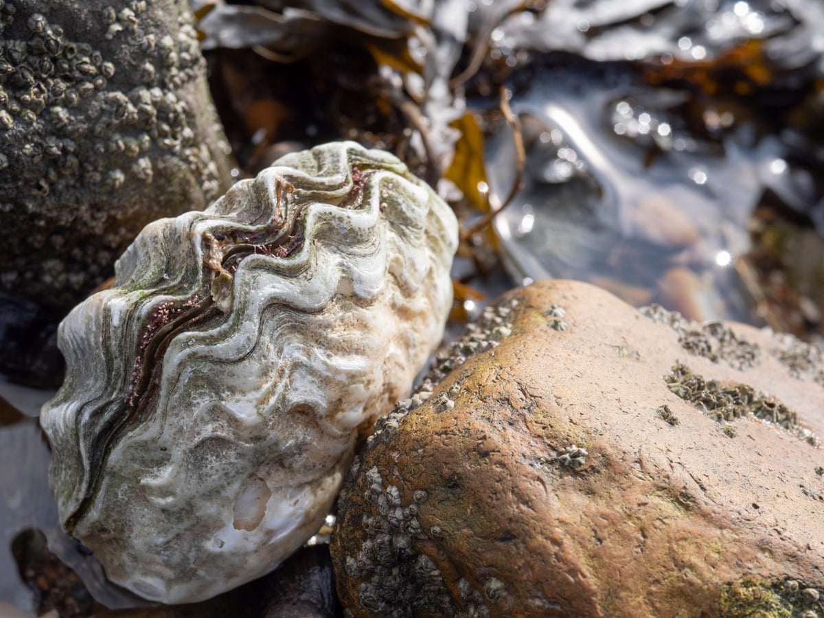 The truth about Calcined Oyster Shell benefits and effects: What everyone should know before trying it.