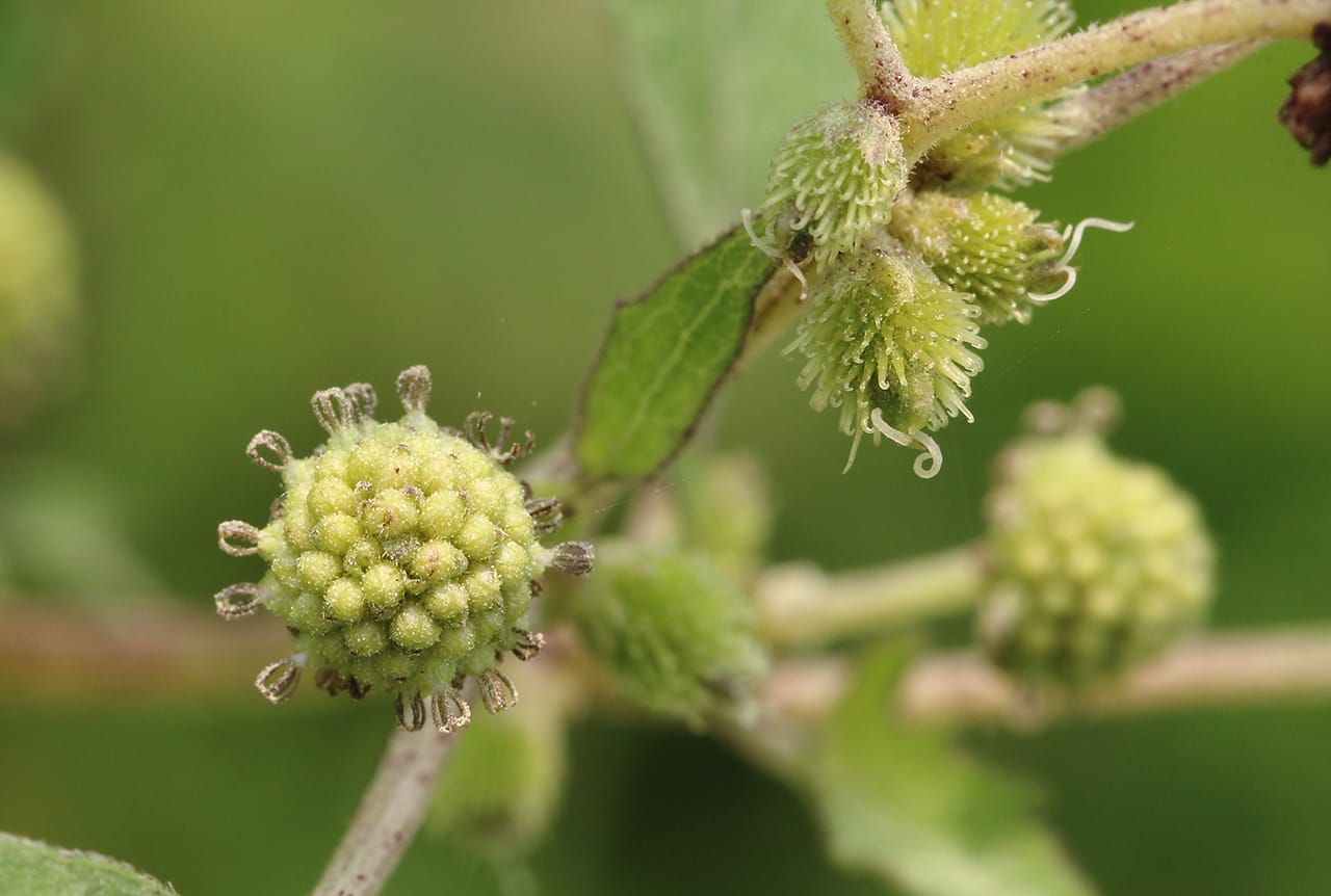 Want to know the Benefits and Effects of Fried Xanthium Sibiricum? This simple guide explains everything clearly.
