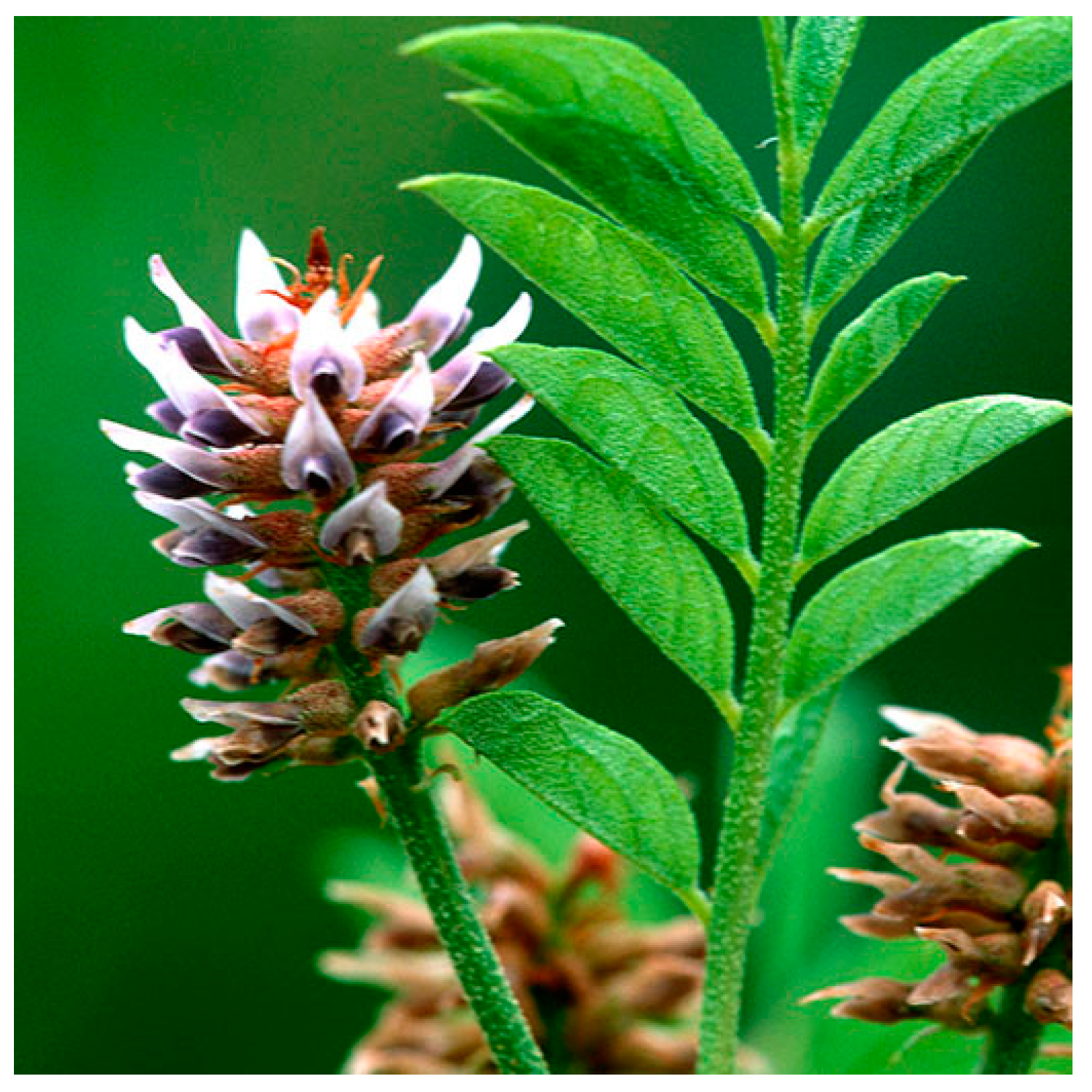 Du Zhong benefits made easy (How this natural plant helps you feel more energetic and good)
