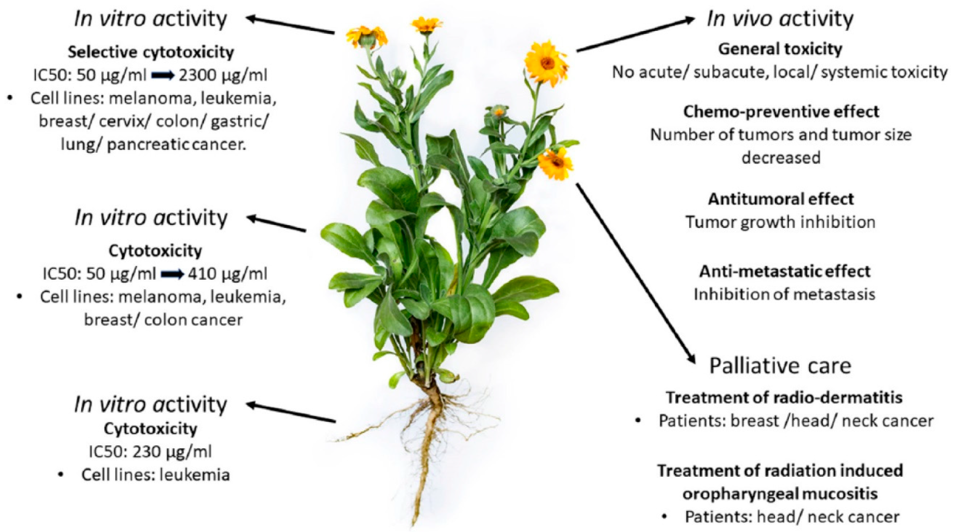 Du Zhong benefits made easy (How this natural plant helps you feel more energetic and good)