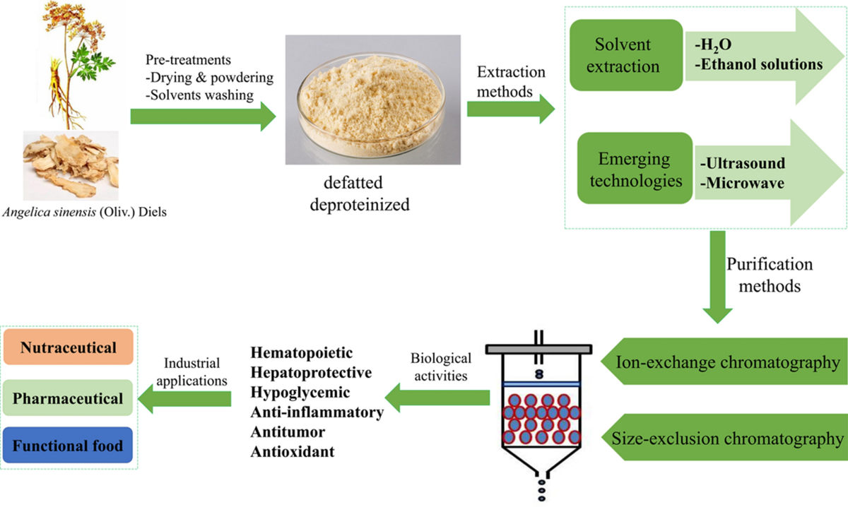 Want to know Angelica Sinensis effects and functions? This guide simply explains its key health uses.